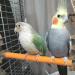 Anteer 12 Pack Bird Parrot Swing Chewing Toys - Hanging Bell Cage Toys for Small Parakeets, Cockatiel, Conures, Finches, Budgie, Macaws, Parrots, Love Birds - Buy Online on GoSupps.com