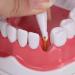HEEPDD ABS Standard Oral Teeth Model | Dentist Teaching Aid for Schools | Office Supplies - Buy Online on GoSupps.com