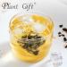 100% Pure Natural Herbal Tea Jasmine Green Tea Bag 150g/5.29oz (3g*50bags) jasmin faible teneur en caf ine ar me floral sans additifs sans OGM - Buy Online on GoSupps.com
