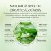 Aloderma Hydrating Face Cream - 70% Organic Aloe Vera & Hyaluronic Acid for Dry Skin - Nourishing Moisturizer - 1.7oz - Buy Online on GoSupps.com