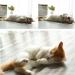 30 Catnip Sticks for Cats - Natural Matatabi Silvervine Chew Toys for Dental Health and Teeth Grinding - Catnip Toys for Kittens - Buy Online on GoSupps.com