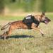Rabbitgoo No Pull Dog Harness for Medium & Large Dogs - Tactical Adjustable Vest with Metal Buckle & Handle - Breathable Military Safety Gear - XL Black - Buy Online on GoSupps.com