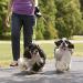 Voarge Automatic Dog Running Leash | Double Leash for 2 Small & Medium Dogs | No Tangle Design - Buy Online on GoSupps.com