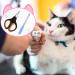 7-Piece Cat Bathing Bag Set with Grooming Glove, Nail Clipper, Feeder - Bright Colors - Buy Online on GoSupps.com