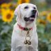 AUTUUCKEE 2pcs Super Loud Dog And Cat Bells For Collars Pet Trackers And Falcons Durable Collar Charm D-Ring+Split Ring Silver+antique Brass - Buy Online on GoSupps.com