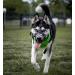 Barkless Dog Muzzle - Soft Silicone Anti-Bite & Chew Enables Drinking & Panting Fits Snout 6 -7 Black | International Shipping - Buy Online on GoSupps.com