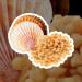 Mini Small Sun Dried Scallops Conpoy Seafood 3.2 oz. - Perfect for Soup & Asian Recipes - Buy Online on GoSupps.com