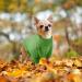 Cozy Knitted Pet Sweater for Dogs & Cats - Winter Hoodie for Small to Medium Breeds | XS Green Chihuahua Yorkie Fashion - Buy Online on GoSupps.com