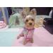 Harikaji XS Pink Pet Raincoat | Waterproof Transparent Puppy Rainwear for Small Dogs/Cats - Buy Online on GoSupps.com