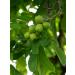 Common Walnut Leaf Tea | Noyer Feuille Tisane | Juglans Regia L | Health Embassy (100g) - Buy Online on GoSupps.com