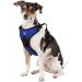 Littlearth NFL Buffalo Bills Front Clip Pet Harness - Team Color, Large - Buy Online on GoSupps.com