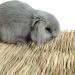 4 Pack Rabbit Grass Mat Natural Woven Hay Rabbit Bedding Bunny Chew Edible Cage Liner Straw Resting Mats for Cages Hut Guinea Pig Rodent Parrot Rabbit Bunny Hamster Rat Chinchilla-12inch Rabbit Mats - Buy Online on GoSupps.com