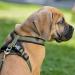 HUNTER NEOPRENE Dog Harness - Padded Nylon Olive/Black Size L (72-91 cm) - Premium Comfort & Durability for International Shipping - Buy Online on GoSupps.com