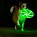 LED Dog Flying Disc - 25 cm Luminous Frisbee for Training & Play | International Shipping - Buy Online on GoSupps.com
