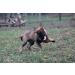 Dingo Gear Soft Real Leaderball with Handle - 11 cm Dog Toy for Retrieving & Rewarding | International Shipping - Buy Online on GoSupps.com