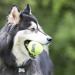 KONG SqueakAir Ball with Rope Dog Toy Medium x 3 - Buy Online on GoSupps.com