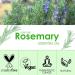 SALKING Rosemary Essential Oil 120ml - 100% Pure Natural Therapeutic Grade Aromatherapy Oil for Energy Boost and Nasal Congestion Relief - Fragrance Oil for Diffuser - Gift for Women - Buy Online on GoSupps.com