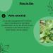 mi Nature Kalmegh Powder (Andrographis Paniculata) - 227g (8oz) | Immune Support | King of Bitters - Buy Online on GoSupps.com