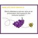 Zarbeeâ€™s Naturals Kids Elderberry Gummies - Immune Support, Natural Berry Flavor, 42 Count - Buy Online on GoSupps.com