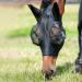 Busse fly mask Twin Fit Flexi in black VB Black