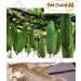 Set of 3 Egyptian Loofah Scrubber Sponges - 100% Natural Organic SPA Beauty Bath | Exfoliating Dead Skin, Luxurious Premium Quality - Buy Online on GoSupps.com