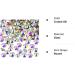 1440 Pack Crystal AB 4 MM Rhinestone Gems - Non-Self-Adhesive Diamantes - Buy Online on GoSupps.com
