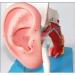 Human Ear Structure Anatomical Model 4 Times Life Size Medical Props Model 8 Parts Inner Ear Ear External Ear Tympanum Eardrum Listen to Small Bones Humerus Anatomy - Buy Online on GoSupps.com