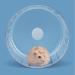 BUCATSTATE 17cm Transparent Hamster Wheel - Jelly Style | Buy Online - Buy Online on GoSupps.com