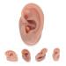 Angoily Human Ear Acupuncture Model - 1pc Silicone Display Ear Simulator for Massage & Learning | 6.5x3.5cm - Buy Online on GoSupps.com