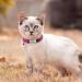 Didog Reflective Cat Neck Band - Stainless Steel Name Shield No Noise XS Size (19-30cm) for Kittens Cats & Small Dogs - Pink/Hot Pink - Buy Online on GoSupps.com