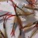 GreenWaterFarm Fairy Shrimp Sirindhornae Eggs Live Fish Food for Hatching and Culture Suitable for Feed Betta Fish - Buy Online on GoSupps.com