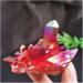 Natural Crystal Rough Red Aura Quartz Crystal Titanium Bismuth Silicon Cluster Rainbows Natural Stones and Minerals - Buy Online on GoSupps.com