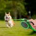 Edipets Extendable Dog Leash - 8 Meters Retractable Flexileine in Green - Perfect for Walks & Outdoor Adventures - Buy Online on GoSupps.com