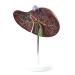 Human 1.5X Liver Model with Vascular Liver and Gallbladder Model Hepatobiliary Digestion for School Medical Teaching