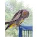 Kuso Reusable Washable Diapers for Parrots | Aviation Suit & Kimono Clothing for Birds | Best for Budgies Nymphensittich Kakadu & African Grey - Buy Online on GoSupps.com