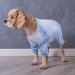 Buy Blue XS Dog Sweater with Legs - Windproof Cotton Pajamas for Small & Medium Dogs - Buy Online on GoSupps.com