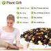 Plant Gift Hawaiian Black Tea Oganic Fruit Herbal Tea All Natural Flavors Loose Leaf Ceylon Roselle Papaya Pineapple Mango Grape Lemon Non GMO Vegan Tea Bags Into Iced Tea & Hot Tea 70G/2.5oz - Buy Online on GoSupps.com