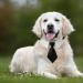 Buy Hacraho Dog Tie - Adjustable Smoking Neck Band Collar with Quick Lock Buckle (L) | International Shipping Available - Buy Online on GoSupps.com