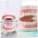 Kichouse Toy 1 PC Tooth Model - Standard Typodonto Dental Health Model for Kids | Eco-Friendly Plastic - Buy Online on GoSupps.com