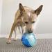 KONG - Rewards Ball - Ultra Durable Interactive Treat Dispensing Dog Toy - For Large Dogs - Buy Online on GoSupps.com