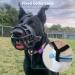 Barkless Dog Muzzle - Soft Silicone for Bite Chew & Bark Control | Enables Drinking & Panting | Size 4 (Snout 10 -12 ) | Black - International Shipping - Buy Online on GoSupps.com