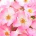 WELEDA Eye Contour Cream - Rosehip Blossom 10ml | International Shipping Available - Buy Online on GoSupps.com