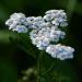 Nature's Answer Yarrow Flowers Dried Herb 1oz | Organic Alcohol | Anti-Inflammatory & Digestive Support - Buy Online on GoSupps.com
