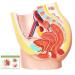 Merinden Female Pelvis Reproductive Anatomy Model Life Size Pelvis Model on Baseboard 2-Parts Pelvis Organ Model with Muscular Urinary Reproductive System Includes Detailed Product Manual