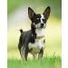Joytale Reflective Dog Collar for Puppies - XS Brown | Premium Quality Pack of 1 - Buy Online on GoSupps.com