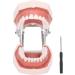 Typodontic Denture Model with Removable Teeth - Dental Anatomy Tool for Oral Practice & Preparation | 28 Tooth Simulation - Buy Online on GoSupps.com