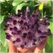 Natural Crystals Quartz Amethust Cluster Freeform Reiki Stones Room Home Office Aquarium Decoration Accessories Gemstone Home Decoration (Size : 400-450g) - Buy Online on GoSupps.com