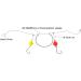 Dr.Fish 30 Pack Pompano Foam Floats for Surf Fishing Live Bait Rig - Green 1-1/5 (30mm) - Buy Online on GoSupps.com