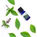 Buy SVATV Tulsi Essential Oil - Therapeutic Quality Aromatherapy Fragrance for Diffuser Yoga Massage & DIY Body Care | 10 ml Basil - Buy Online on GoSupps.com