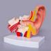 Human Ear Model Human Ear Anatomy Ear Canal Ear Middle and Inner Ear Auditory Otolaryngology Organ - Buy Online on GoSupps.com